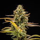Hyperion F1 - Cannaseuse - Curated Genetics - Royal Queen Seeds