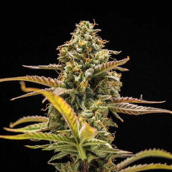 Hyperion F1 - Cannaseuse - Curated Genetics - Royal Queen Seeds