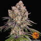 Ice Cream Cake - Cannaseuse - Curated Genetics - Barney's Farm