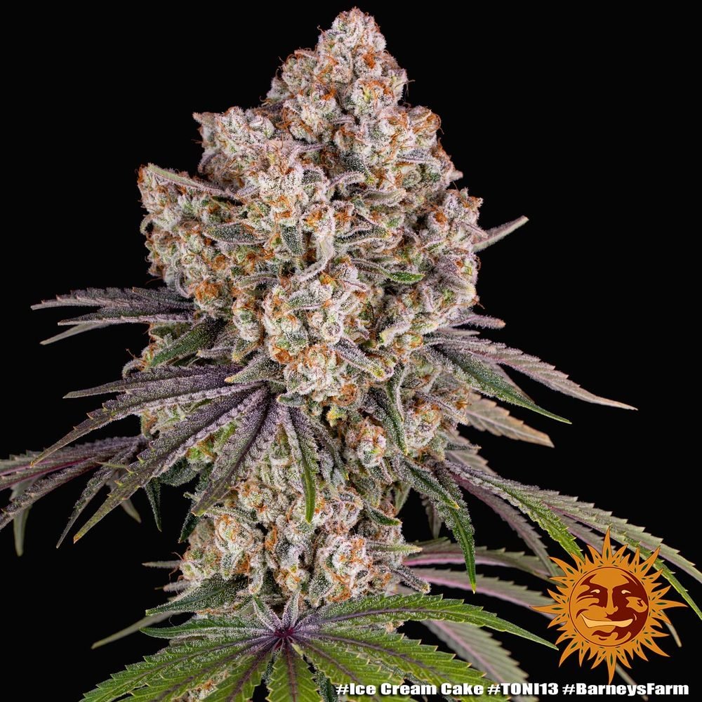 Ice Cream Cake - Cannaseuse - Curated Genetics - Barney's Farm