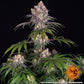 Ice Cream Cake - Cannaseuse - Curated Genetics - Barney's Farm