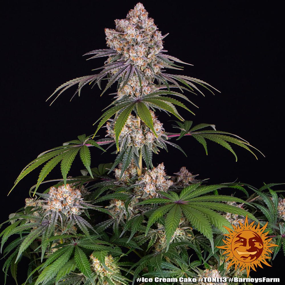 Ice Cream Cake - Cannaseuse - Curated Genetics - Barney's Farm