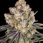 Ice Cream Cake - Cannaseuse - Curated Genetics - Barney's Farm
