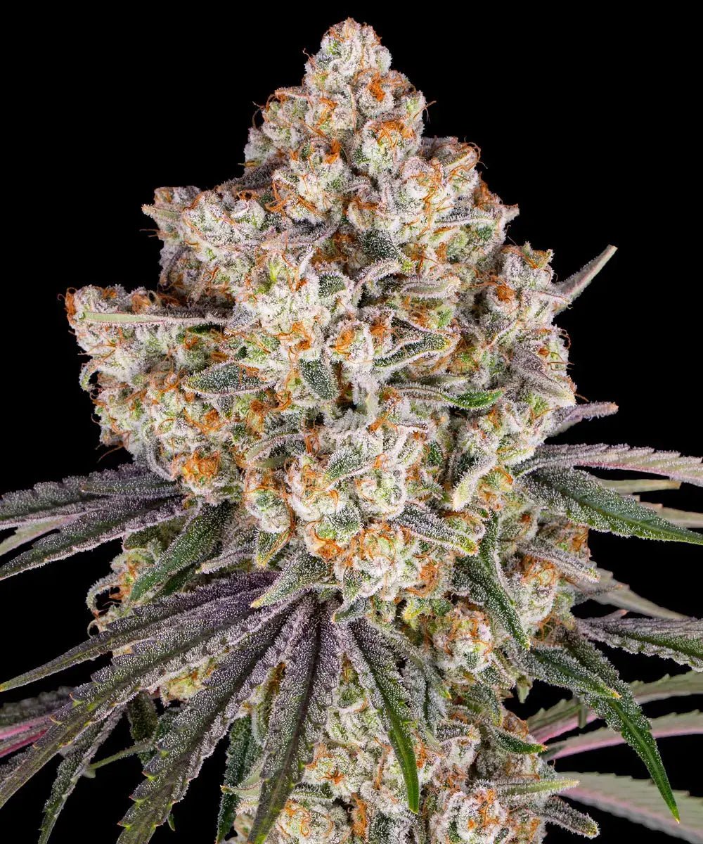 Ice Cream Cake - Cannaseuse - Curated Genetics - Barney's Farm
