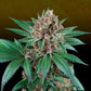 Perfect Tree Seeds-Iced Peach