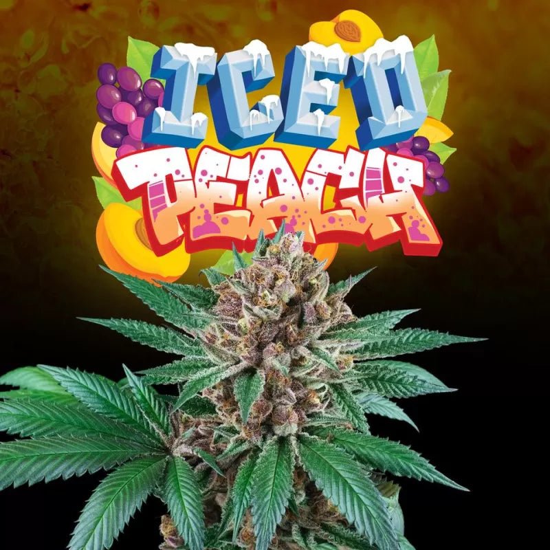 Perfect Tree Seeds-Iced Peach