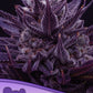 Anesia Seeds-Imperium X