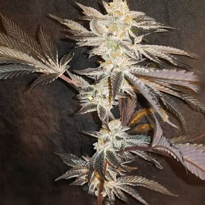 Inhouse Genetics-33rd Degree
