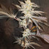Inhouse Genetics-33rd Degree