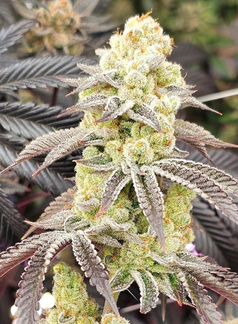 Inhouse Genetics-Aurelium