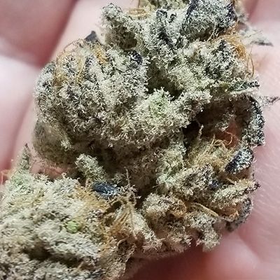 Inhouse Genetics-Banana Cake