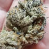 Inhouse Genetics-Banana Cake