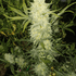 Inhouse Genetics-Bananacane