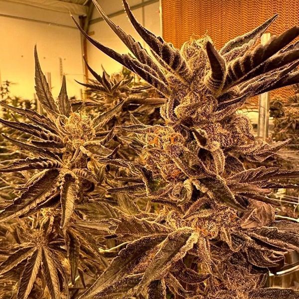 Inhouse Genetics-Black Cherry Flambe