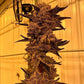 Inhouse Genetics-Black Cherry Flambe