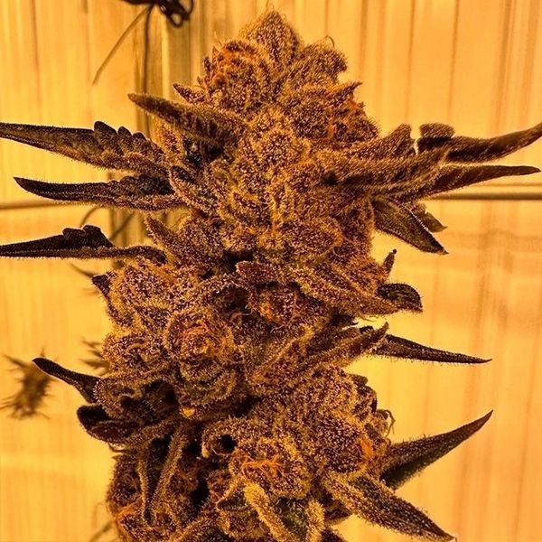 Inhouse Genetics-Black Cherry Flambe