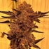 Inhouse Genetics-Black Cherry Flambe