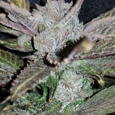 Inhouse Genetics-Black Cherry Punch