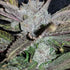 Inhouse Genetics-Black Cherry Punch