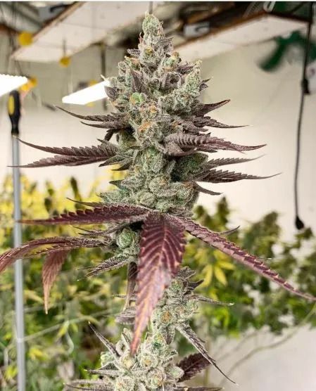 Inhouse Genetics-Bluenana