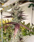 Inhouse Genetics-Bluenana