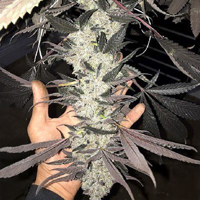 Inhouse Genetics-Cakes N Cream