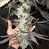 Inhouse Genetics-Cakes N Cream