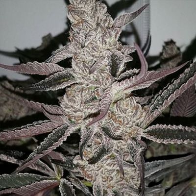 Inhouse Genetics-Crystal Cookies V2