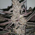 Inhouse Genetics-Crystal Cookies V2