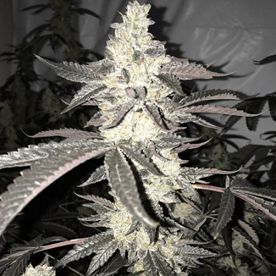 Inhouse Genetics-Dolato S1