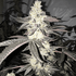 Inhouse Genetics-Dolato S1