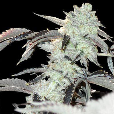 Inhouse Genetics-Frozen Gelato
