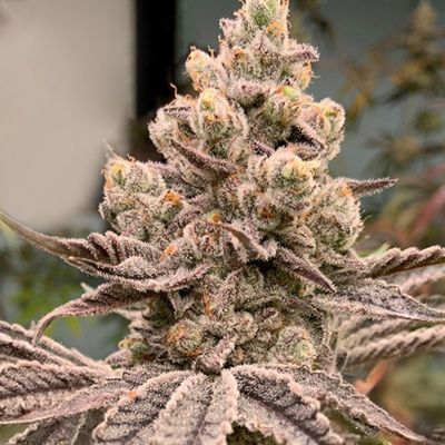 Inhouse Genetics-Frozen Grapes