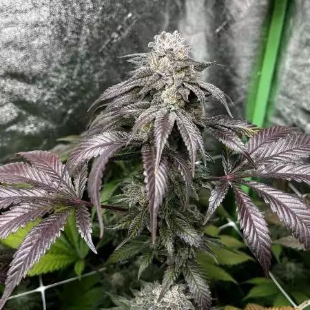 Inhouse Genetics-Garlic Storm