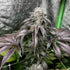 Inhouse Genetics-Garlic Storm
