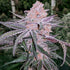 Inhouse Genetics-Jellysickle