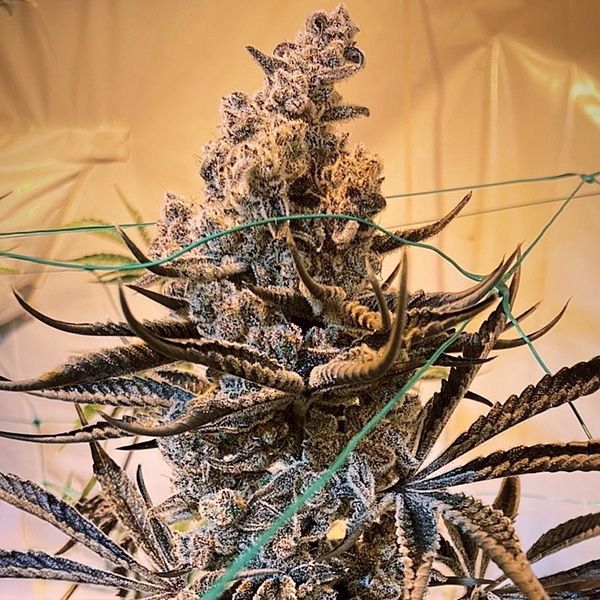Inhouse Genetics-Masterpiece