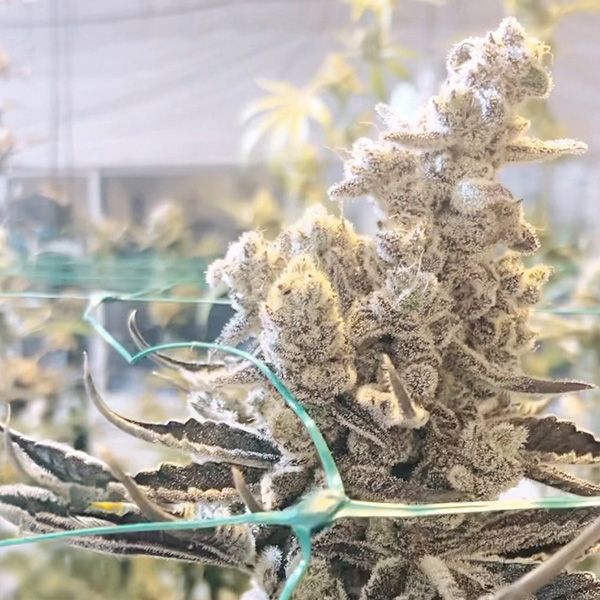 Inhouse Genetics-Masterpiece