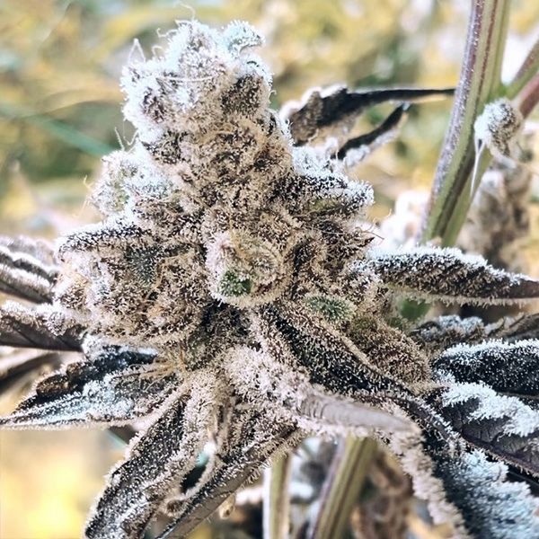 Inhouse Genetics-Masterpiece