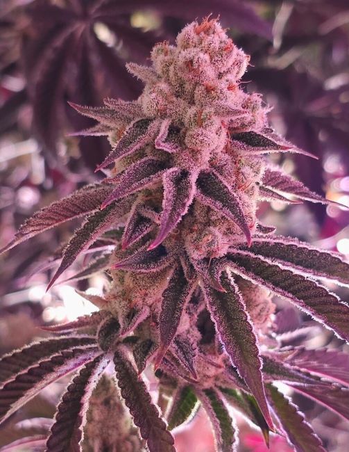 Inhouse Genetics-Platinum Dosha