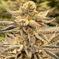 Inhouse Genetics-Platinum Dosi