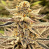 Inhouse Genetics-Platinum Dosi
