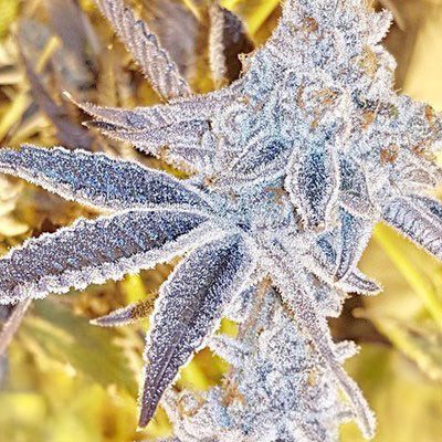 Inhouse Genetics-Platinum Dosi
