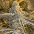 Inhouse Genetics-Platinum Jelly