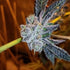 Inhouse Genetics-Platinum Purple Candy
