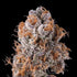 Inhouse Genetics-Platinum Valley