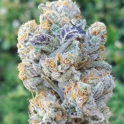 Inhouse Genetics-Slurricane