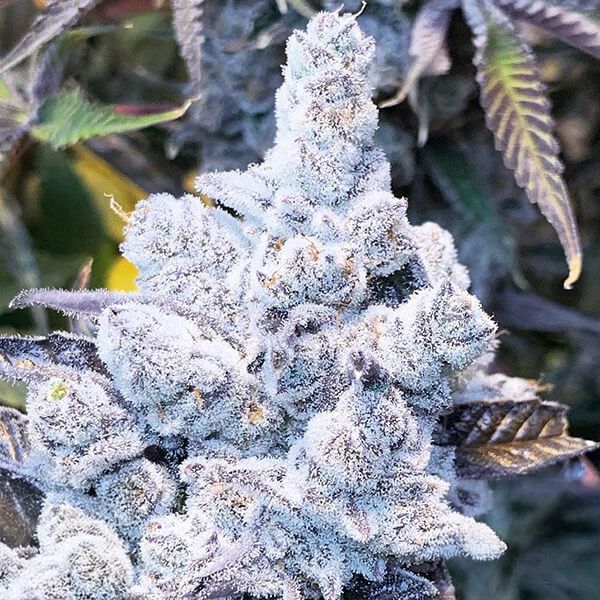 Inhouse Genetics-Slurricane 7 S1
