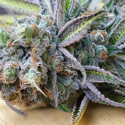 Inhouse Genetics-Slurricane