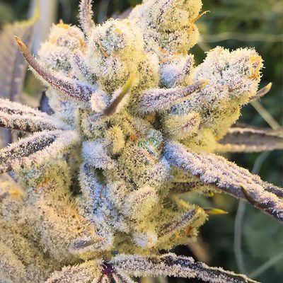 Inhouse Genetics-Sugar Cane